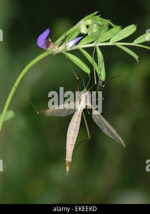 Daddy Long Legs - Tipula paludosa Stockfoto