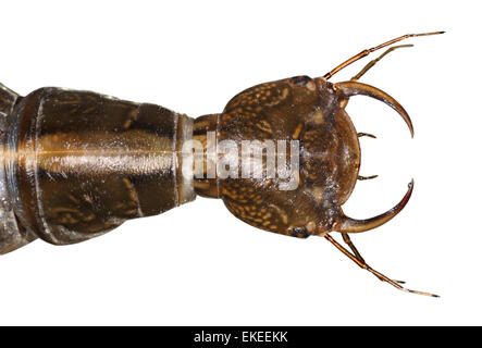 Großen Diving Käferlarve - Gelbrandkäfer marginatus Stockfoto