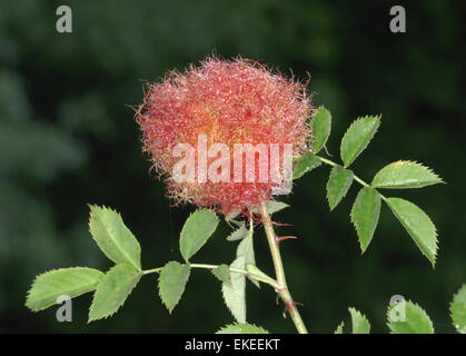 Robins Nadelkissen - Diplolepis rosae Stockfoto