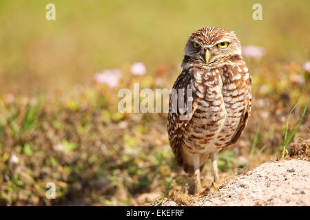 Kanincheneule (Athene Cunicularia) stehen auf dem Boden Stockfoto