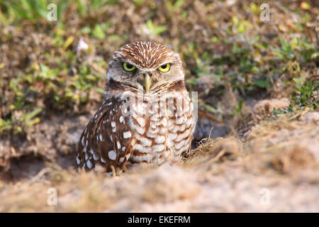 Kanincheneule (Athene Cunicularia) stehen auf dem Boden Stockfoto