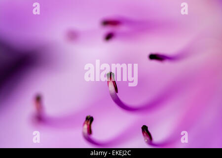 Eine Makroaufnahme der Staubblätter einer rosa Blume. Stockfoto