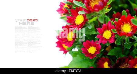 Rote Blumen Stockfoto