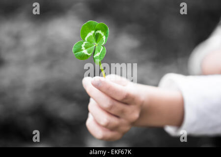 Eine Kinderhand präsentieren eine vier-leaved grüne Kleeblatt als Geschenk (Farbschlüssel) Stockfoto