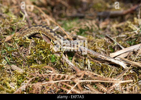 Männliche Kreuzotter Vipera Berus mit seiner Zunge Sinn während Schwellenländer aus Ruhezustand Loch in den Frühling-UK Stockfoto