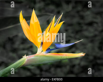 Tropische Blume Strelitzia schließen sich der Paradiesvogel Stockfoto