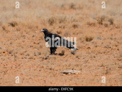 Wedge-tailed Eagle Aquila Audax, thront auf dem Boden, Winton, Queensland, Australien Stockfoto