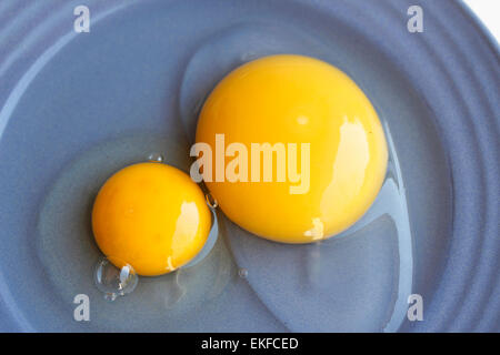 Eiern. Gans und Huhn. Stockfoto