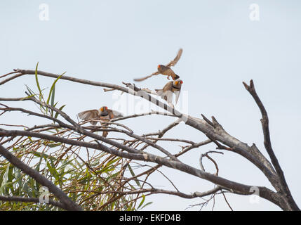 Zebrafinken Taeniopygia Guttata im Flug, Queensland, Australien, Stockfoto