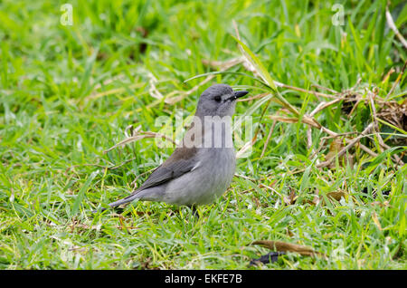 Graues Shrike-Drossel Colluricincla Mundharmonika, Queensland, Australien Stockfoto