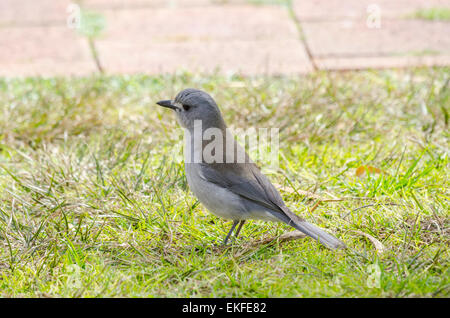 Graues Shrike-Drossel Colluricincla Mundharmonika, Queensland, Australien Stockfoto
