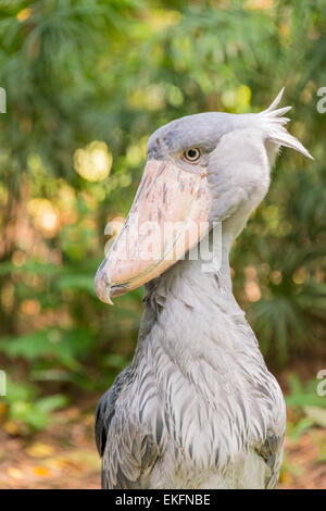 Schuhschnabel Balaeniceps rex Stockfoto