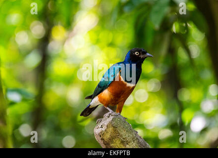 Superb Starling Glanzstare superbus Stockfoto