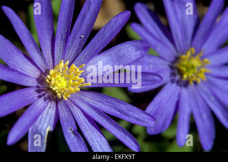 Anemone blanda Blume. Winter Cuneata Stockfoto