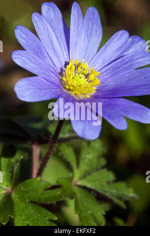 Anemone Blanda Blume. Winter-Windflower Blüte Stockfoto