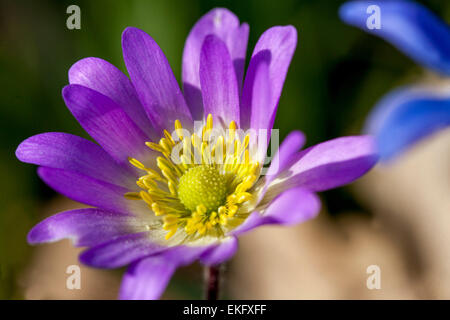 Anemone Blanda Blume. Winter-Windflower Blüte Stockfoto