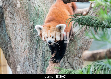 Roter Panda Ailurus Fulgens, Kiefer, Stockfoto