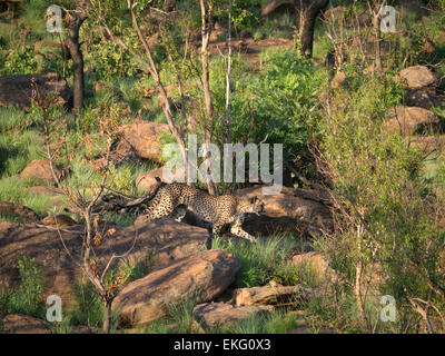 Geparden jagen in Abend, Welgevonden Game Reserve, Südafrika Stockfoto