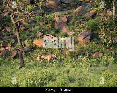 Geparden jagen in Abend, Welgevonden Game Reserve, Südafrika Stockfoto