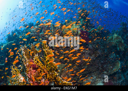 Lyretail Anthias oder Goldies (Pseudanthias Squamipinnis) über Coral Reef, in der aktuellen Fütterung.  Ägypten, Rotes Meer. Stockfoto