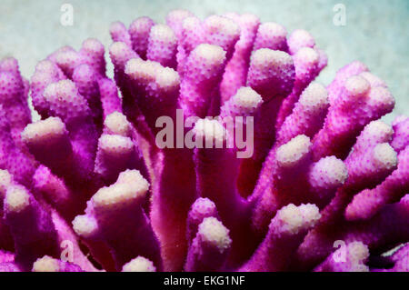 Korallen in der Familie Pocilloporidae, Stylophora Subseriata.  Ägypten, Rotes Meer. Stockfoto