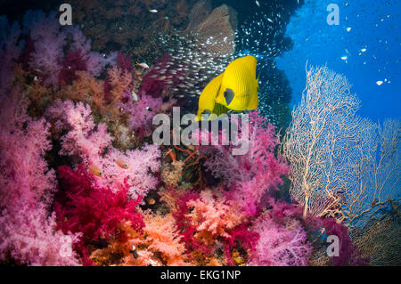 Paar goldene Butterflyfish auf Korallenriff mit Weichkorallen Schule der Pygmäen Kehrmaschinen Stockfoto