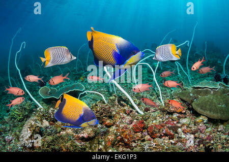 Blau geringelt Kaiserfisch (Pomacanthus Navarchus), Tannenzapfen Soldatenfische und ein paar Yellowtail oder Pearlscale butterflyfish Stockfoto