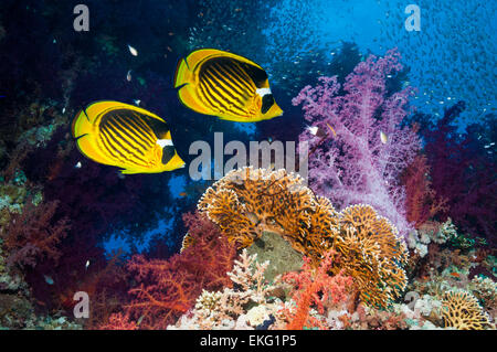 Korallenriff-Landschaft mit roten Meer Waschbär Butterflyfish [Chaetodontidae Fasciatus] und Weichkorallen (Dendronephthya sp).  Ägypten, Rotes Meer Stockfoto