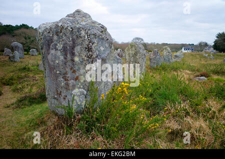 Megalithischen Steinen in der Menec Ausrichtung in Carnac, Bretagne, Frankreich Stockfoto