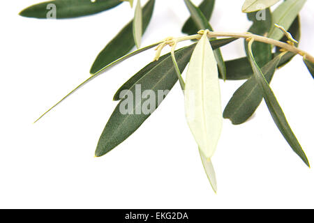 Nahaufnahme der Olivenbaum Niederlassung isoliert auf weißem Hintergrund Stockfoto