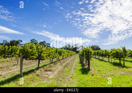 Weinreben in Brookland-Tal, ein Margaret River Weinberg, Wilyabrup, Western Australia Stockfoto