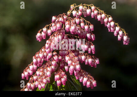 Pieris japonica „Valley Valentine“ blüht im frühlingshaften Garten Stockfoto