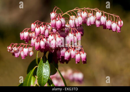 Japanisch Pieris japonica 'Valley Valentine' in Blüte im Frühlingsgarten Pieris Valley Valentine Lily of the Valley Shrub Stockfoto