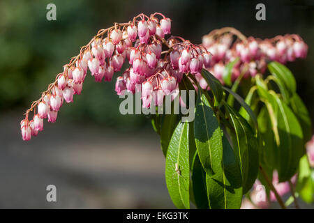 Pieris japonica „Valley Valentine“ in voller Blüte, Pieris Valley Valentine Stockfoto