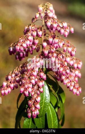 Pieris japonica „Valley Valentine“ blüht im frühen Frühlingsgarten im späten Winter Stockfoto