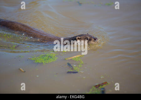 Otter Schwimmen im Teich im Wildlife centre Stockfoto