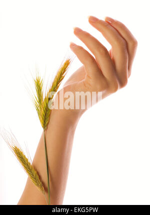 Frau Hände halten eine Weizen isoliert auf weiß Stockfoto