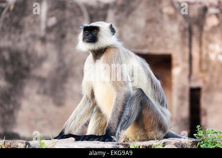 Black-faced Affen (aka indische Languren oder grau Languren) (Semnopithecus Entellus), Ranthambore Fort, Rajasthan, Indien Stockfoto