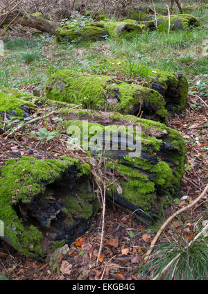 Moos bedeckte Protokolle Fäulnis auf Waldboden Stockfoto