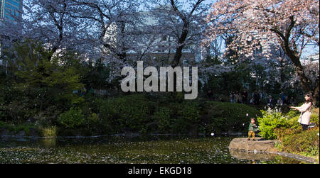 Kirschblüte, Mori Garten, Roppongi Hills, Minato-Ku, Tokyo, Japan Stockfoto