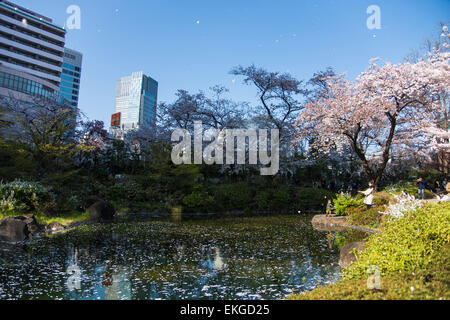 Kirschblüte, Mori Garten, Roppongi Hills, Minato-Ku, Tokyo, Japan Stockfoto