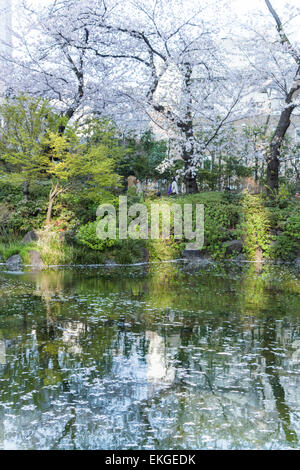 Kirschblüte, Mori Garten, Roppongi Hills, Minato-Ku, Tokyo, Japan Stockfoto