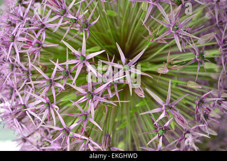 Allium extreme Nahaufnahme Stockfoto
