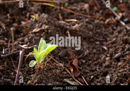 Sämling kommt im Frühjahr Stockfoto