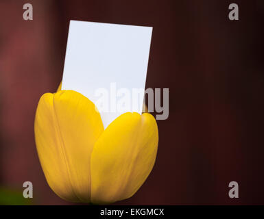Leere Visitenkarte aus einer Tulpe Stockfoto