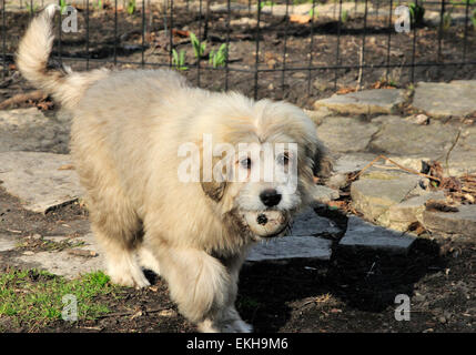 Große Pyranees und AAnatolian Shepard mix Welpen namens Chloe. Stockfoto