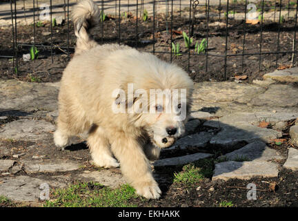 Große Pyranees und anatolischen Shepard mix Welpen namens Chloe. Stockfoto