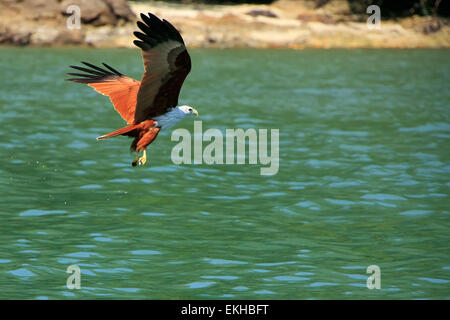 Brahminy Drachenfliegen (Haliastur Indus), der Insel Langkawi, Malaysia Stockfoto