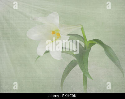 Easter Lily Bloom mit Lichtstrahlen und Textur-Overlay. Stockfoto