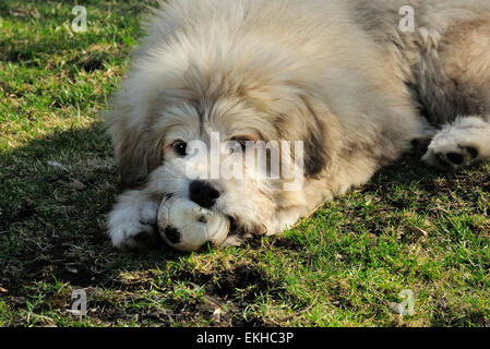 Große Pyranees und anatolischen Shepard mix Welpen namens Chloe. Stockfoto